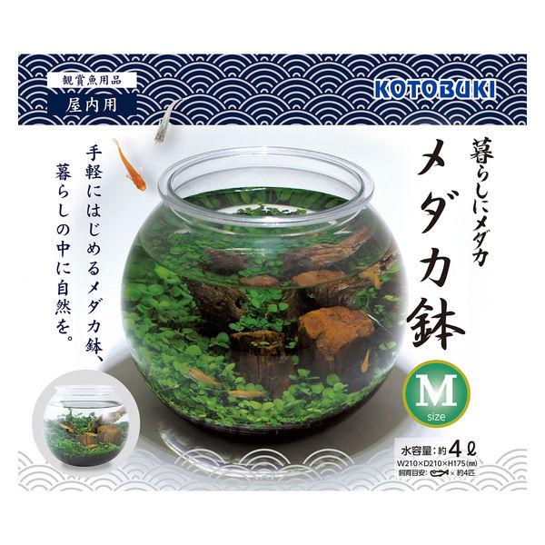 Kotobuki Crafts 青鱂青鱂生活壺 M 約。 4L 1 件壽觀賞魚工藝品